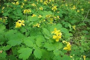 celandine herb to treat toenail fungus