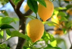 lemon for athlete's foot